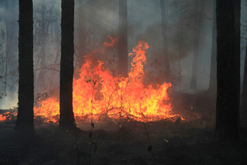 A large area of ​​the forest is on fire. Volunteer firefighters extinguish fires