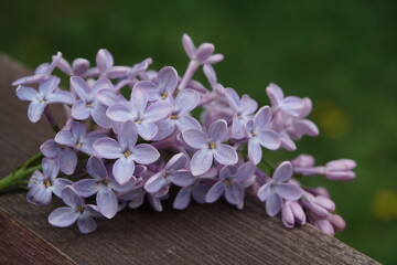 Naklejka na ściany i meble lilac flowers on wooden background