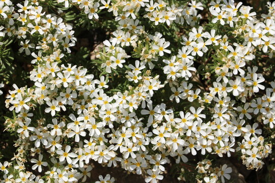 Wild Strawberry Flowers At Albion Basin, Utah