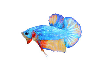 Fototapeta premium Colorful of siames fighting fish. Halfmoon Betta.plakad betta splendens. freshwater aquarium fish isolated on white background