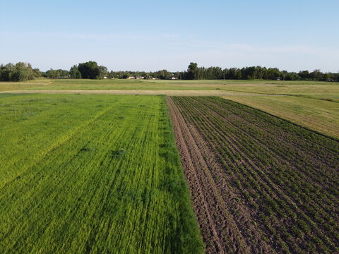 Potato Garden Near The Oat Field, Aerial View. Farmland Landscape.