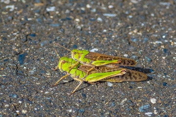Mating migratory locusts.