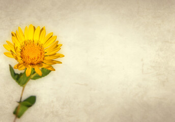 Yellow flower of curlycup gumweed on old paper background