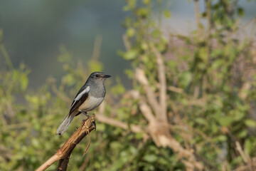 Oriental Magpie Robin (Copsychus saularis). The male has black upperparts, head and throat apart from a white shoulder patch. Females are greyish black above and greyish white.