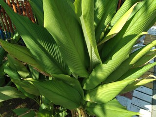 close up of green leaf