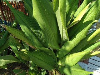 close up of green leaf