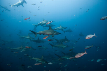 school of Hammer Head sharks, Darwin's Arch, Galapagos Islands