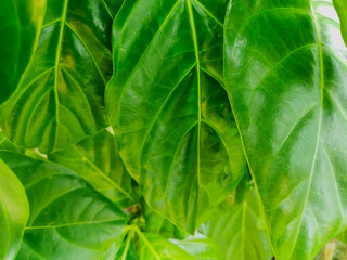 tropical Noni or Morinda green leaves for background