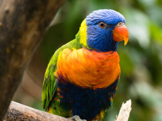 Rainbow Lorikeet (Trichoglossus haematodus)