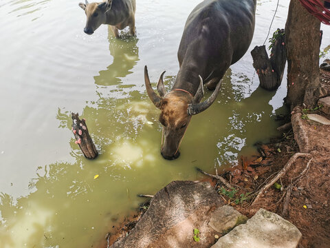 The buffalo is eating water.