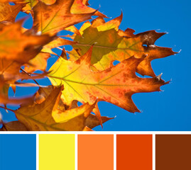 Fototapeta premium Autumn yellow, orange and red leaves of a Maple, Acer tree on the background of bright blue sky. Color palette swatches, natural combination of colors, inspired by nature.