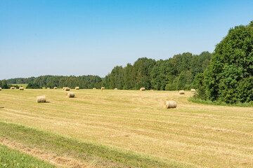 Fototapeta premium a field of cut grass and many heaps of flax in summer