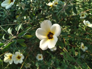 Fototapeta premium white and yellow flowers