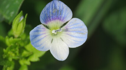 Fiore selvatico 
