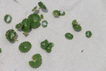 Coastal Plant Foliage and Dry Sand. Hydrocotyle vulgaris. Marsh pennywort, Common Pennywort, European Hydrocotyle. Silver beach, Sydney