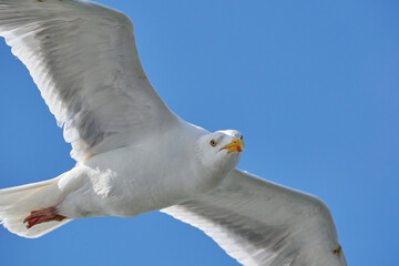 Seagull in flight against blue sky, background., seen from below. Part of body