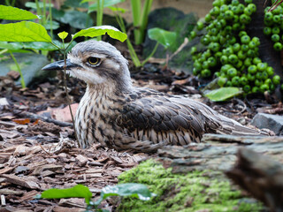 Bush Stone Curlew (Burhinus grallarius) in garden.