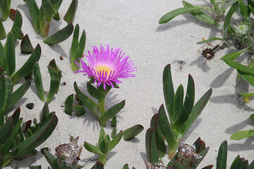 Hottentot-fig Pink and Yellow Flower and Coastal Sand Background. Carpobrotus edulis. Silver Beach Sydney