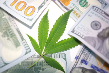 cannabis drug business in america. dollars and marijuana