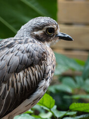 Bush Stone Curlew (Burhinus grallarius) in garden.