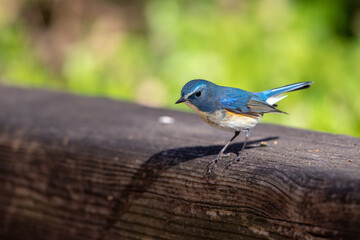 美しいルリビタキ