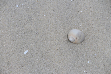 Fototapeta na wymiar White seashell in sand on the beach. Gastropod seashell. Silver Beach, Sydney
