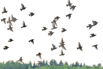 Flying pigeons. Flock, flight of birds. Free birds partially isolated on a white background, trees in the back