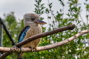 Blue-winged kookaburra, bird sitting on a branch. Wildlife, bird watching