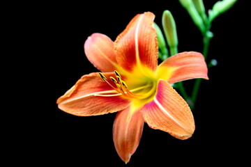 orange lily isolated on black