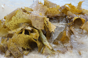 Brown seaweed floating water and sand. Macroalgae. Silver Beach Sydney.