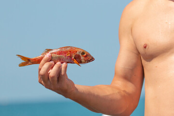 Fototapeta na wymiar sea fish red mullet in hand