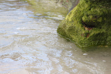Rocks covered in algae with sand in shallow water. Silver Beach Sydney