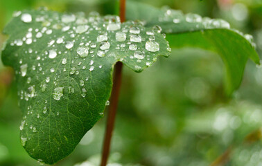Water drops on the fresh leaf of Snowberry.
