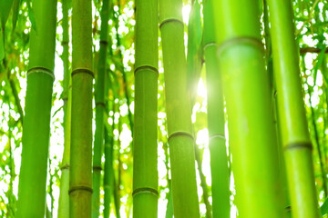 Bamboo forest and thickets with the bright light of the sun, trunks close up green eco texture.