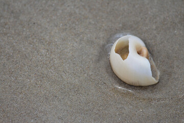 Fototapeta na wymiar White broken shell in wet sand on the beach. Gastropod. Silver Beach Sydney..