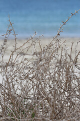 Coastal twiggy plant (dry, arid) on the beach. Silver Beach Sydney
