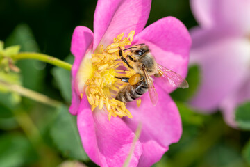 Bee - Apis mellifera - pollinates Rosa pendulina