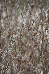 Fototapeta premium Twiggy brown dry bush backdrop. Silver Beach, Sydney
