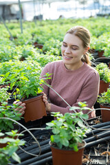 Naklejka na ściany i meble Cheerful woman controlling quality of Mint plants in greenhouse farm