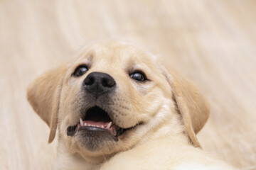 cute labrador puppy playing at home and looking at camera. Pet love, dog friend.