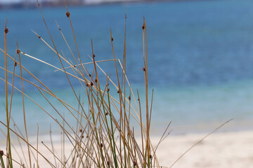 Common Rush or Soft Rush (Juncus effusus) (long grass like) and Beach Background in the Wind. Silver Beach, Sydney