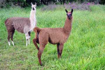 llamas graze in the meadow. graceful llamas on the field. llamas on the farm