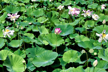 pink lotus flower