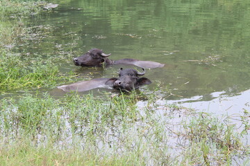 buffalo in water