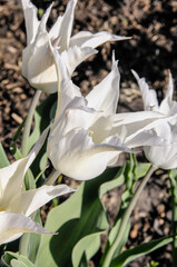 Tulipan biały
