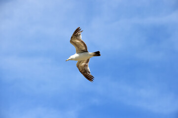Seagull Flying in the Blue Sky