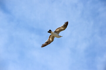 Seagull Flying in the Blue Sky