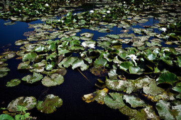 water lily in water