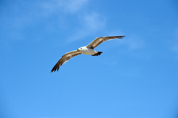 Seagull Flying in the Blue Sky