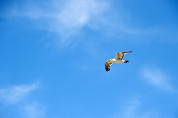 Seagull Flying in the Blue Sky
